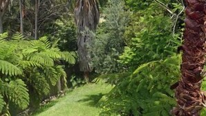 A lush garden with various types of vegetation, including palm trees and ferns. - Jacaranda House where beach meets rainforest (Stanwell Park)
