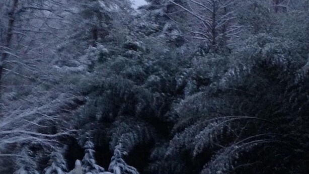 A snow-covered wooden bridge over a body of water, surrounded by dense trees. - Beautiful Waterside Cabin (2), Great Location, View, 8 Min To Downtown, Biltmore (Asheville)