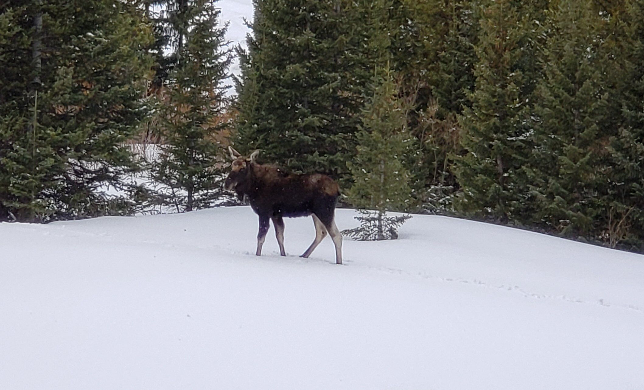 A moose standing in a snowy landscape with dense forest in the background.