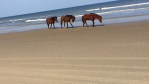 Three horses on a sandy beach with the ocean in the background.