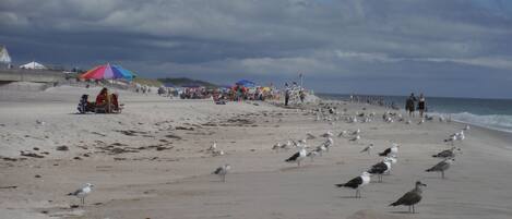 بالقرب من الشاطئ، كراسي للتشمس