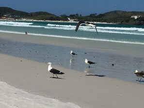 Nær stranden og solsenger