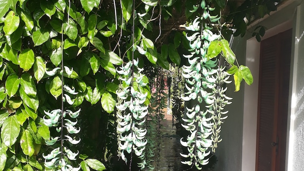 A wooden pathway flanked by lush green foliage and hanging white flowers. - Tranquility on the right side of Ferradura (Buzios)