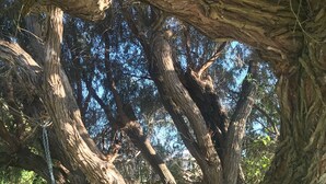 A wooden ladder leading up to a large tree with a rope bridge.