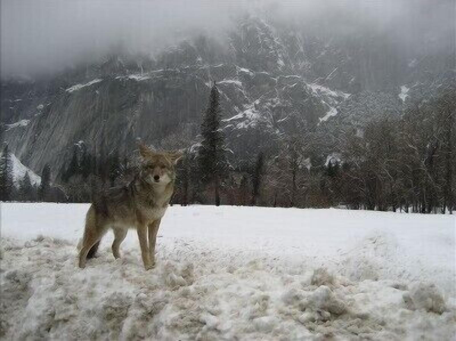 A wolf standing in a snowy landscape with a mountainous backdrop.