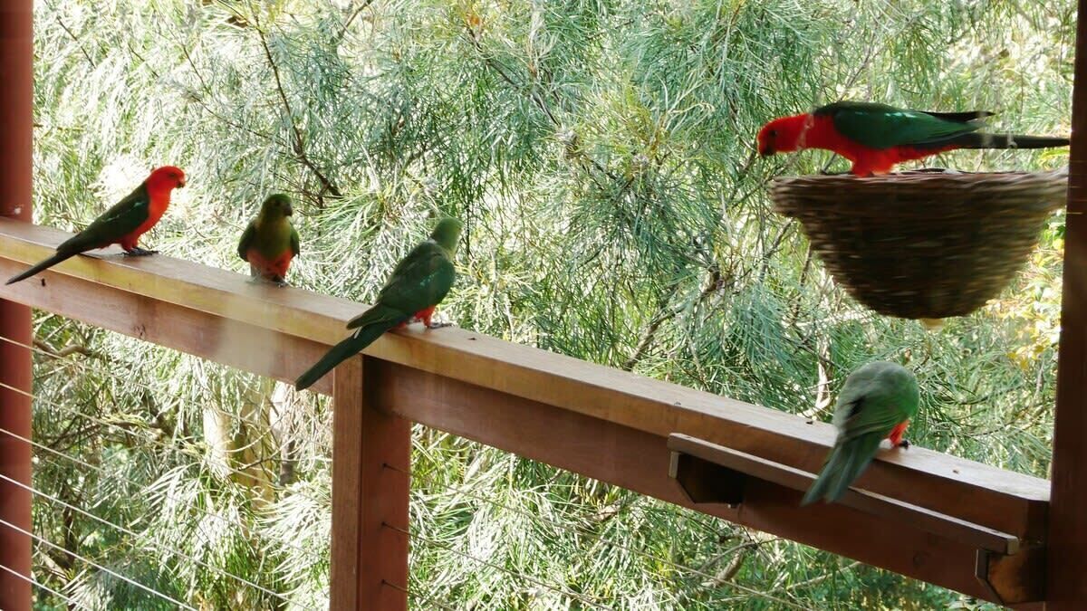 A wooden railing with birds perched on it.