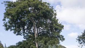 Un grand arbre dans un espace aménagé, avec un petit bâtiment en arrière-plan.