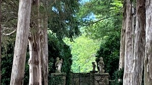 A stone pathway leading to a stone bench surrounded by tall trees.