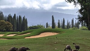 A golf course with sand bunkers and a group of geese grazing.
