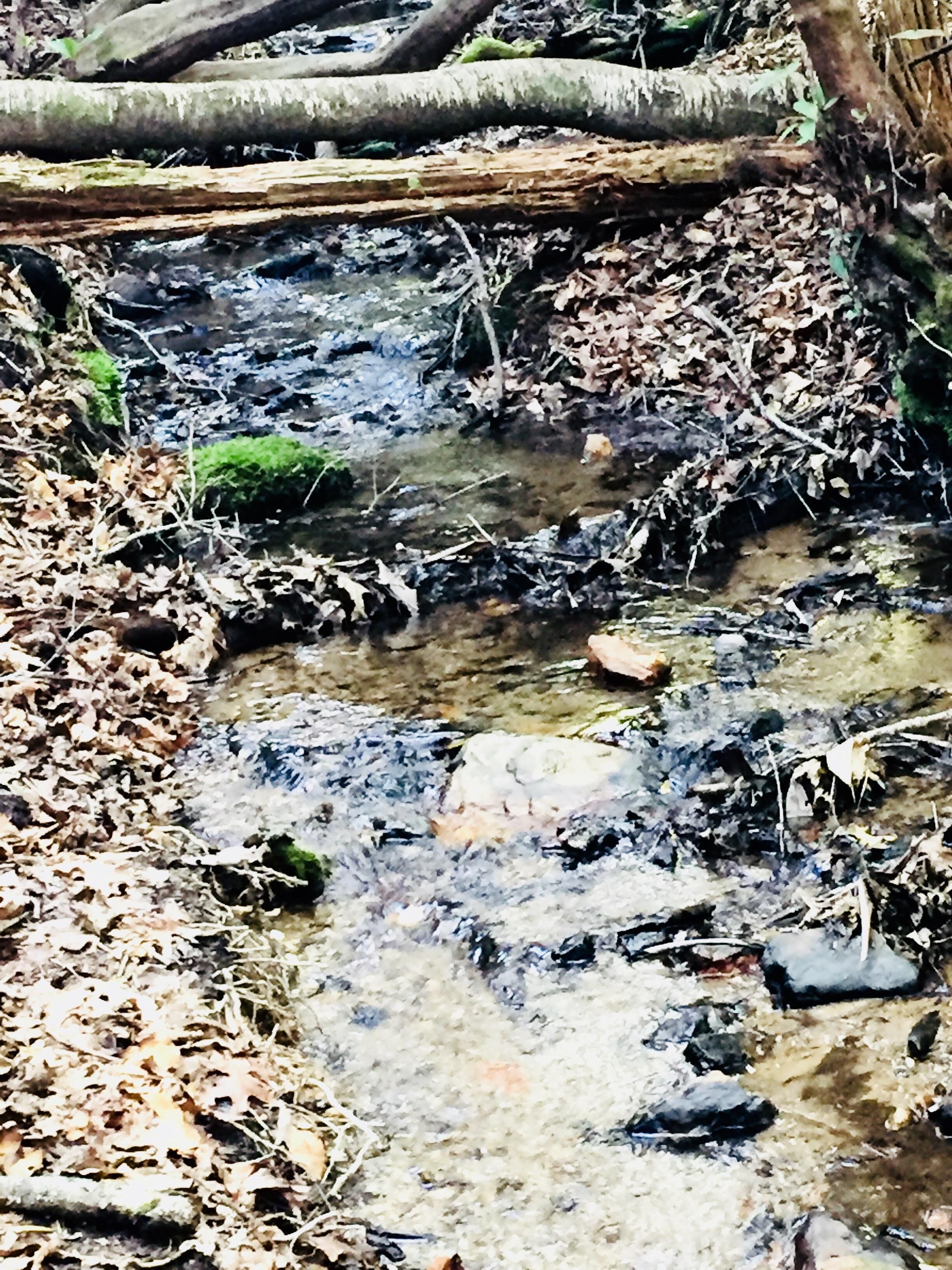 The Private Nature Trail begins in the back yard and leads to a small stream
