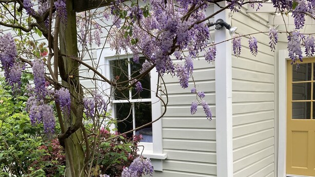 A garden with purple flowers, a wooden pergola, and a house with a yellow door.