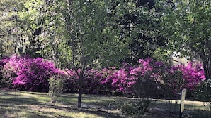 Ein Garten mit Bäumen und leuchtend rosa Blüten.
