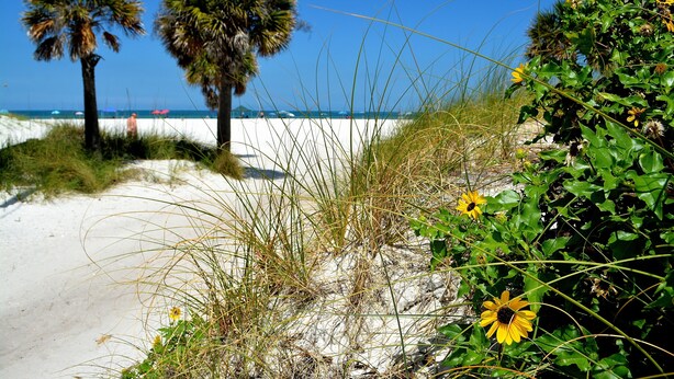 Ein Strand mit Sand, Palmen und gelben Blüten.