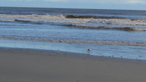 Ein Strand mit Wellen und einem einzelnen Vogel im Sand.