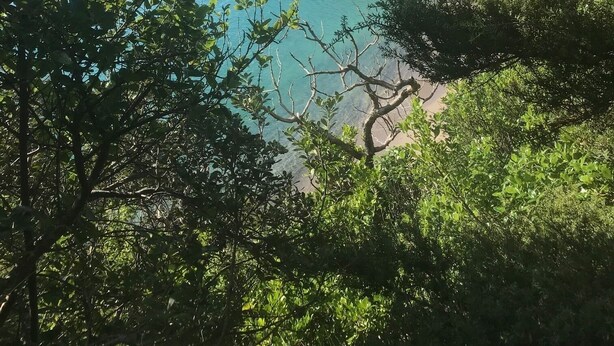 A coastal landscape with a beach, dense foliage, and a clear sky. - Destination Matapouri (Matapouri)