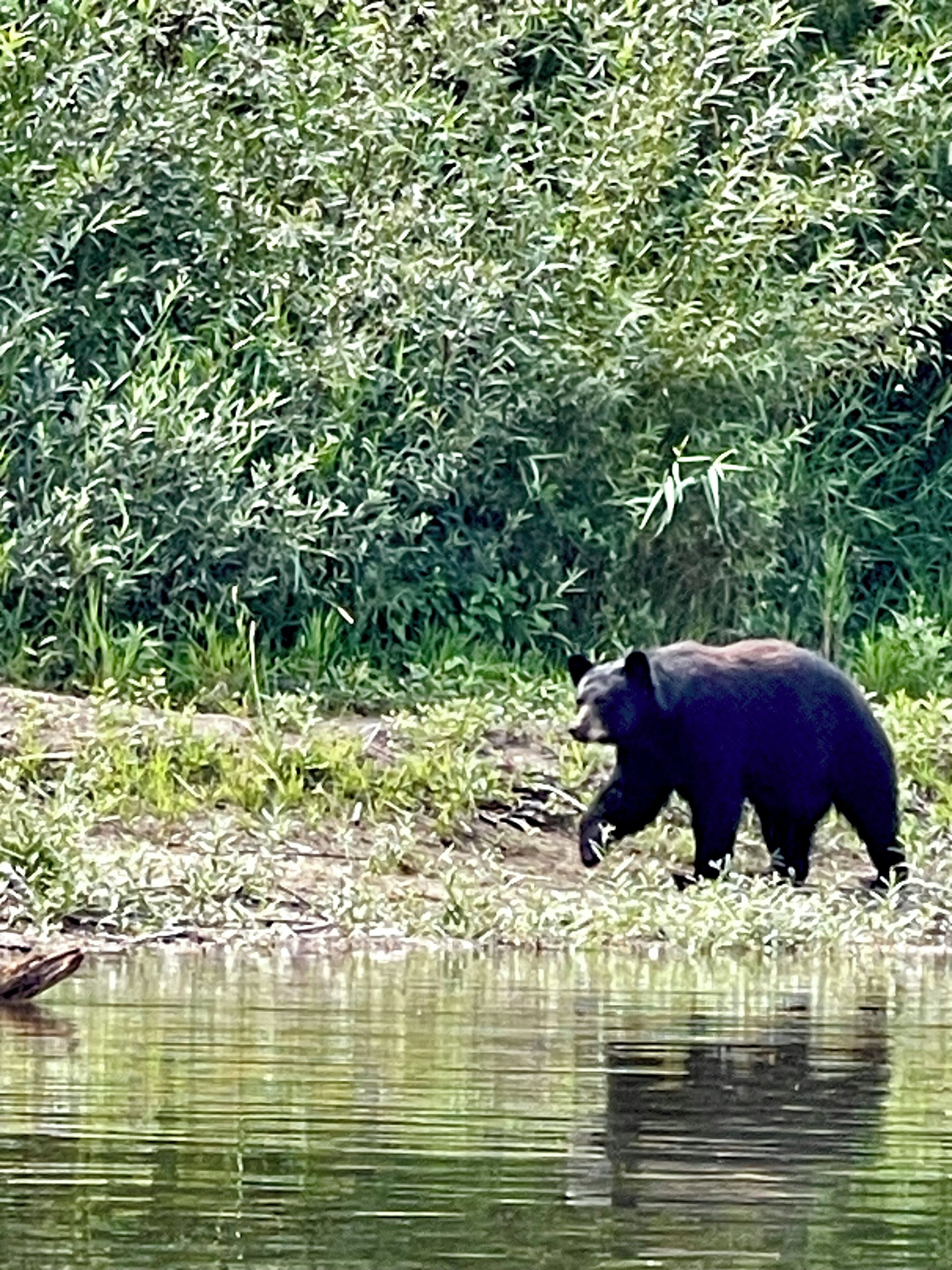 Lots of bear sightings