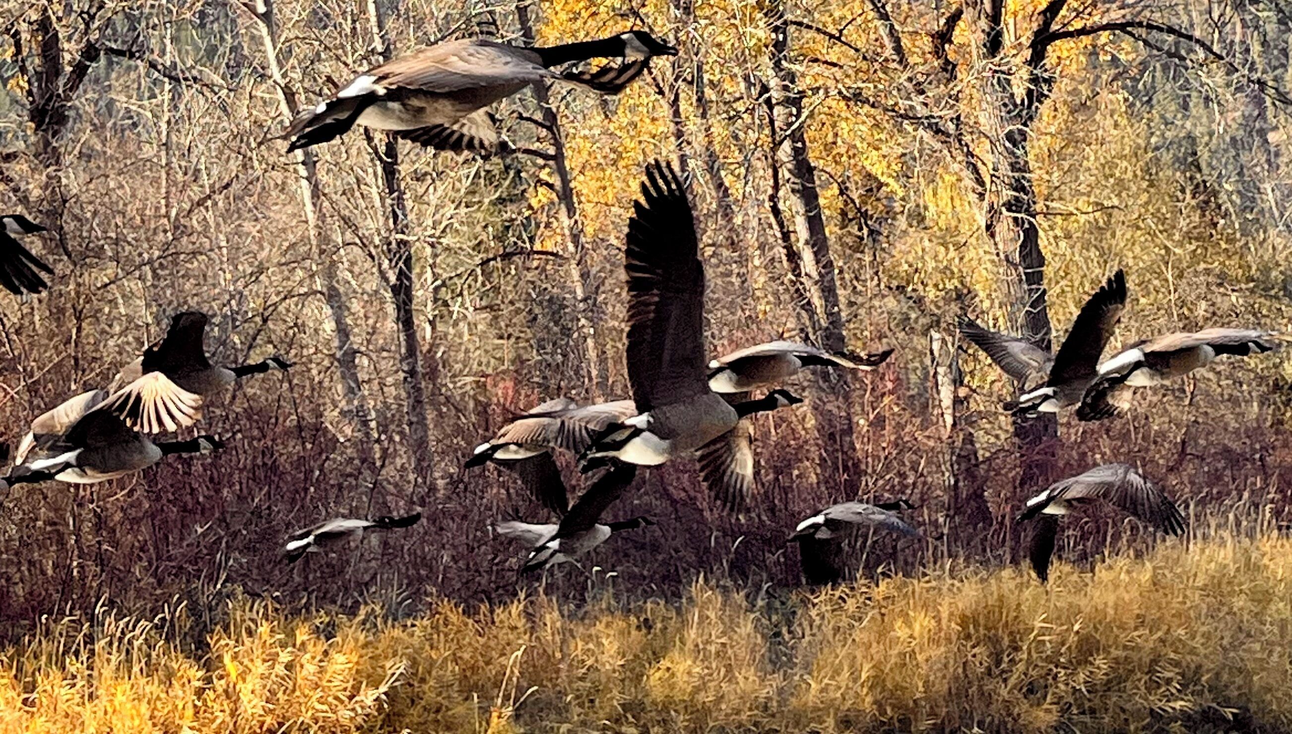 A group of geese flying in a field with trees in the background.