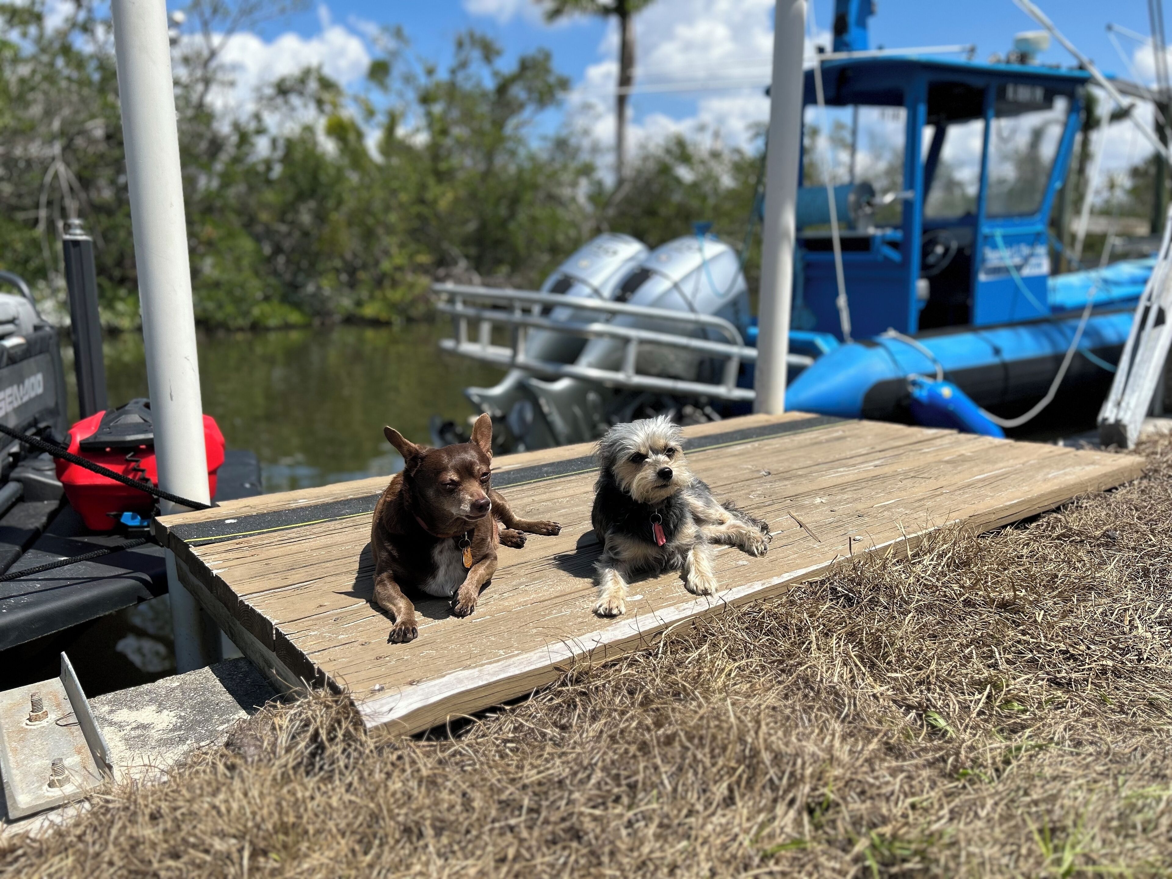 Zwei Hunde auf einem hölzernen Steg mit einem Boot und Wasser im Hintergrund.
