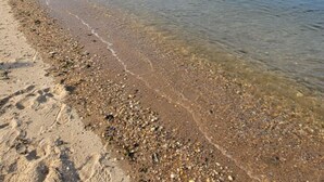 Una playa con agua cristalina, piedras y una zona boscosa a lo lejos.