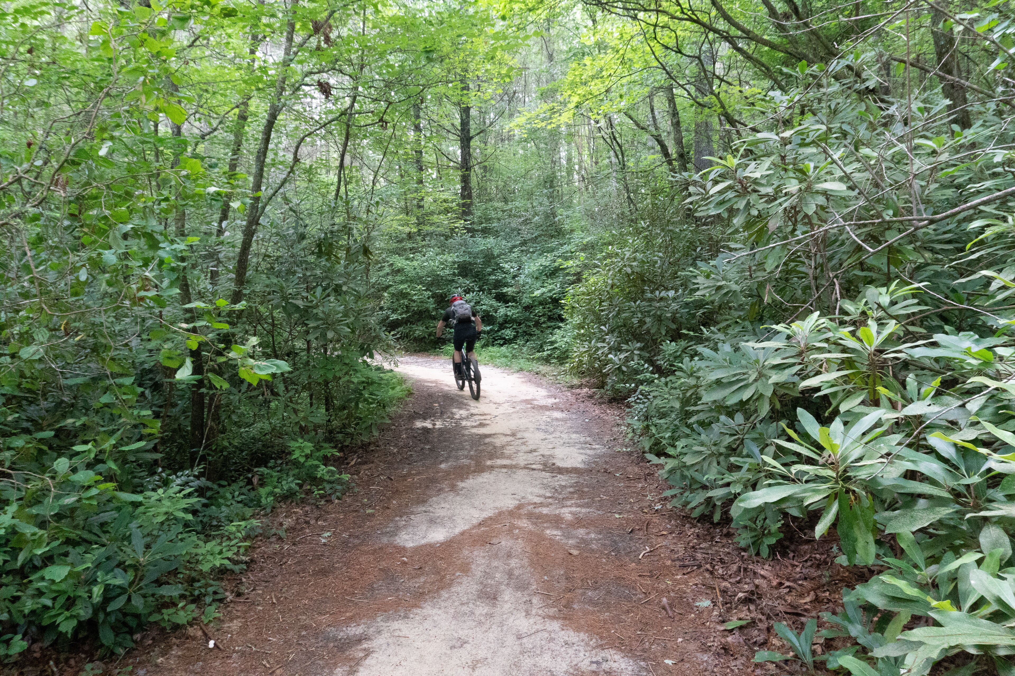 A narrow dirt path in a forested area.