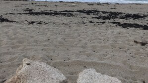Ein Strand mit Blick auf den Ozean und einem klaren Himmel.