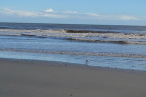 Beach - #109 Heart of IOP 1st Fl Studio 4 Min Walk 2 Beach (Isle of Palms)