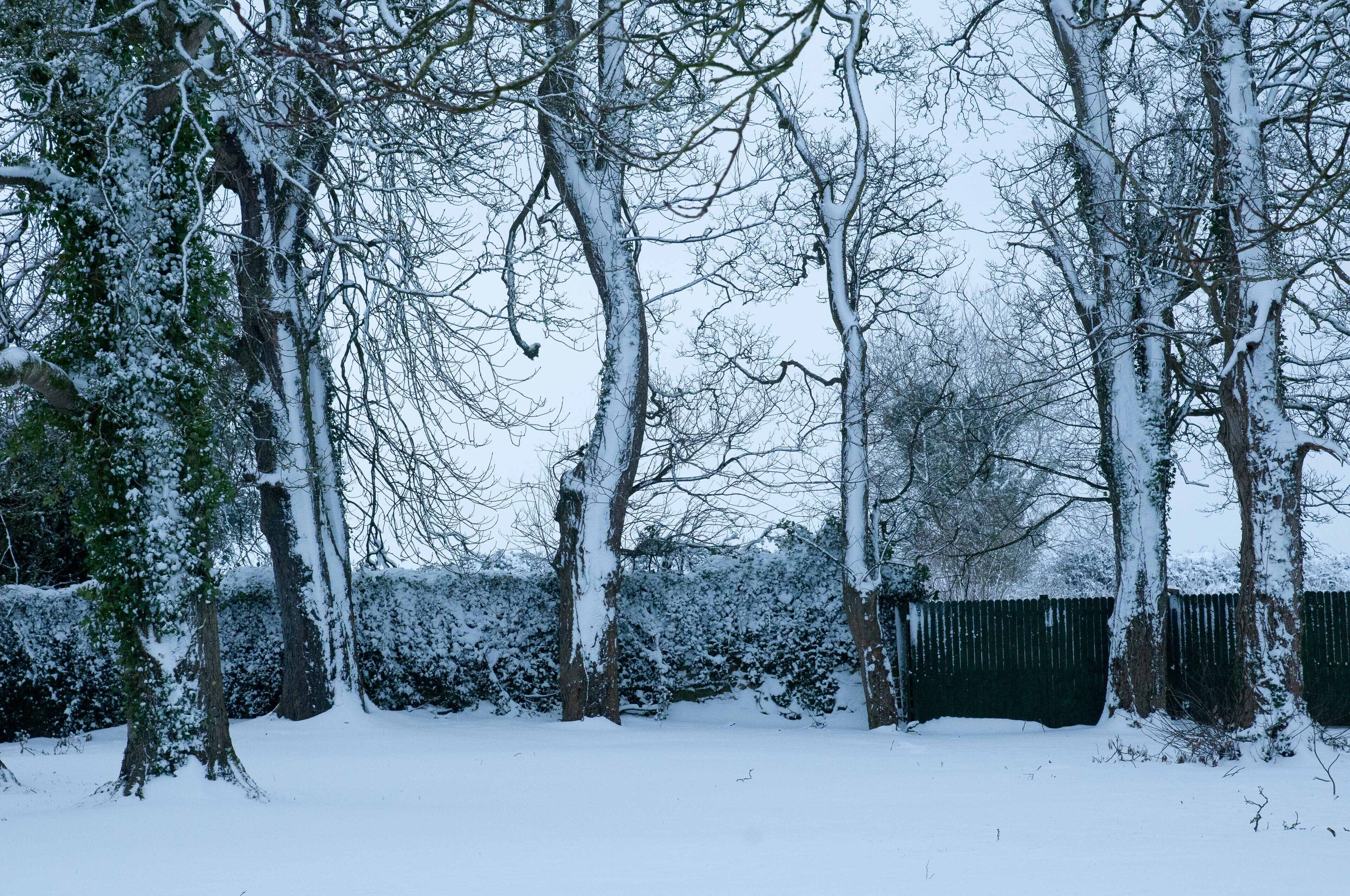 A snowy landscape with trees and a green fence.