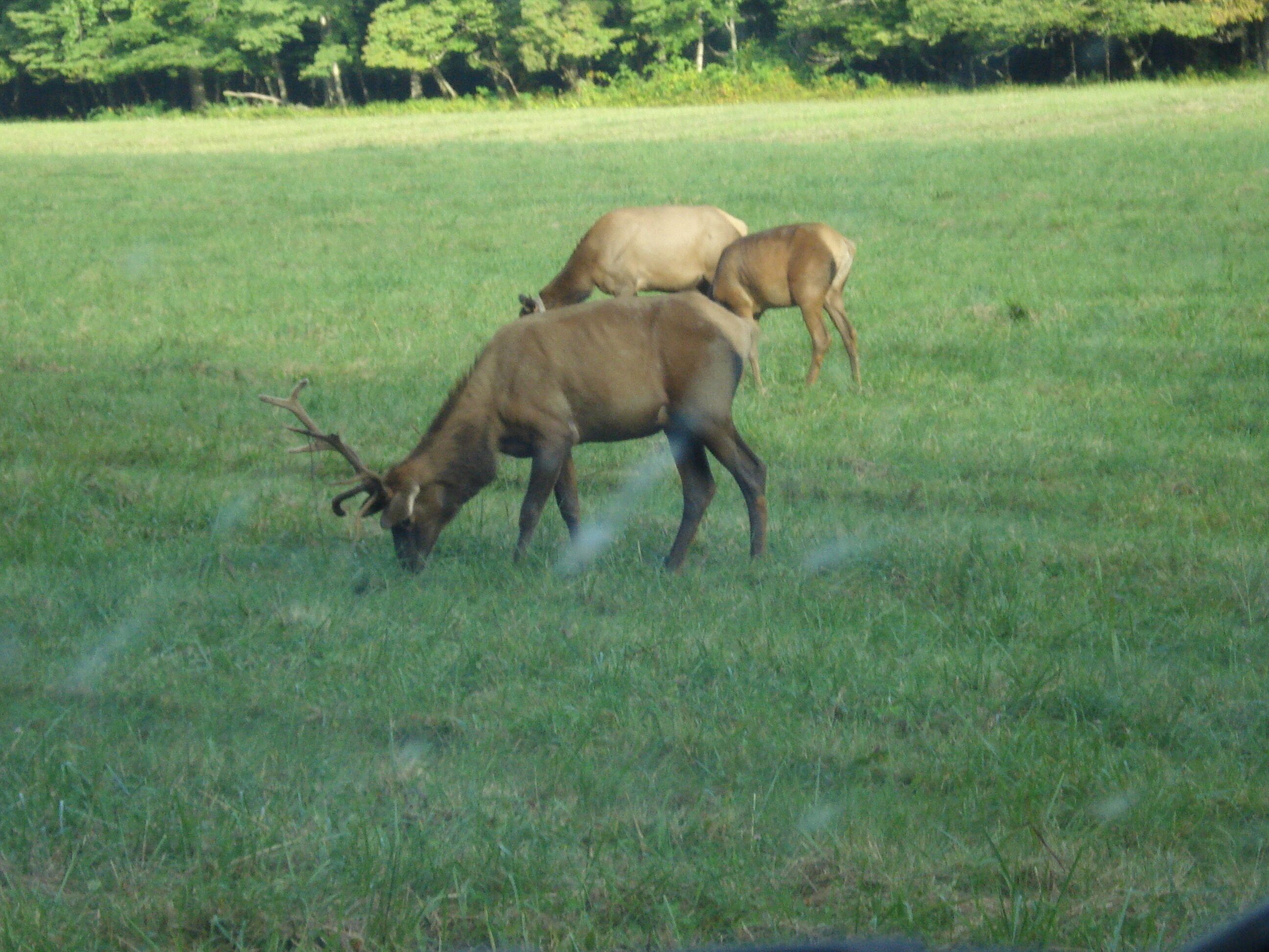 Cataloochee Elks