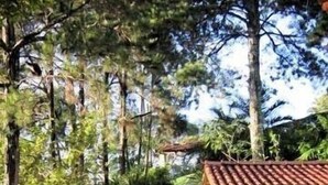 A stone pathway leading to a small building with a tiled roof, surrounded by lush greenery and trees. - Cozy house, beautiful view, ideal for families and couples. OI FIBER INTERNET. (Petropolis)