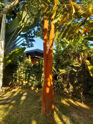 Un arbre à l’écorce épaisse et au feuillage dense, situé dans un jardin.