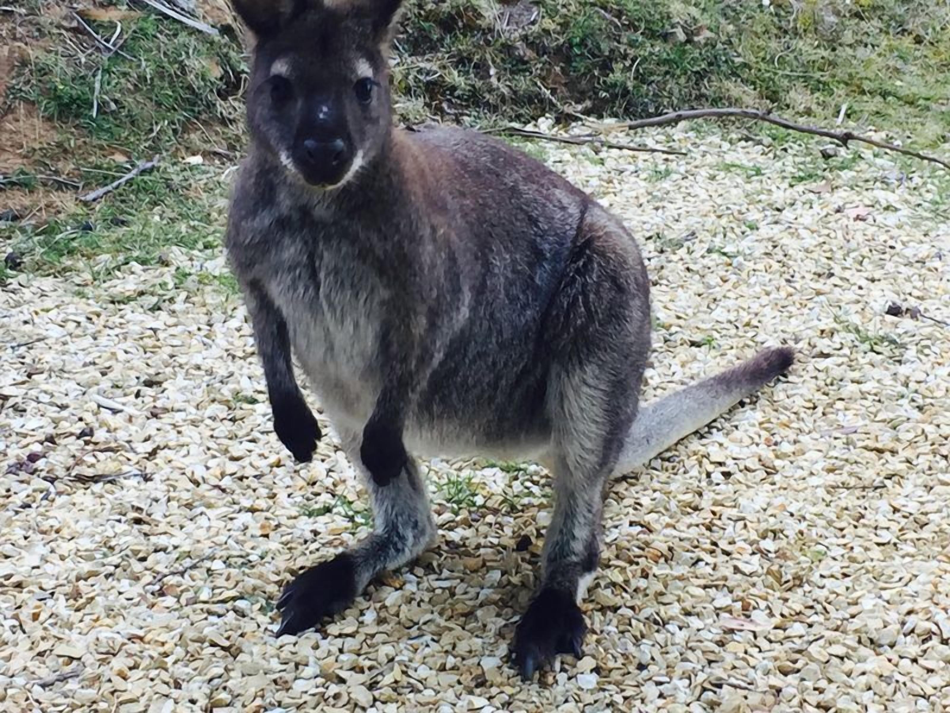 Bayview Bruny Island Beach House — image 25