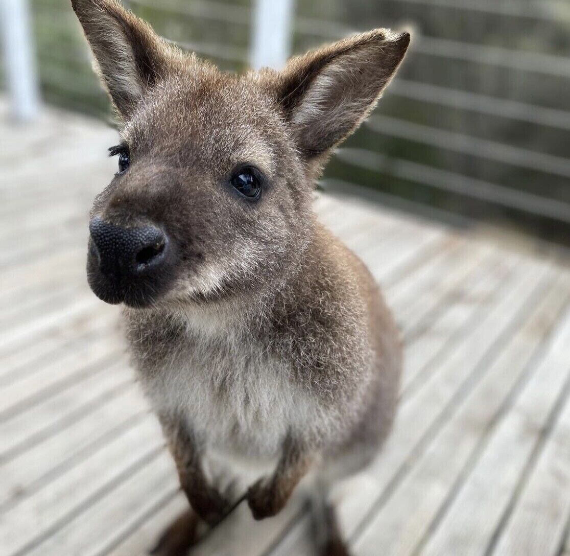 Bayview Bruny Island Beach House — image 9