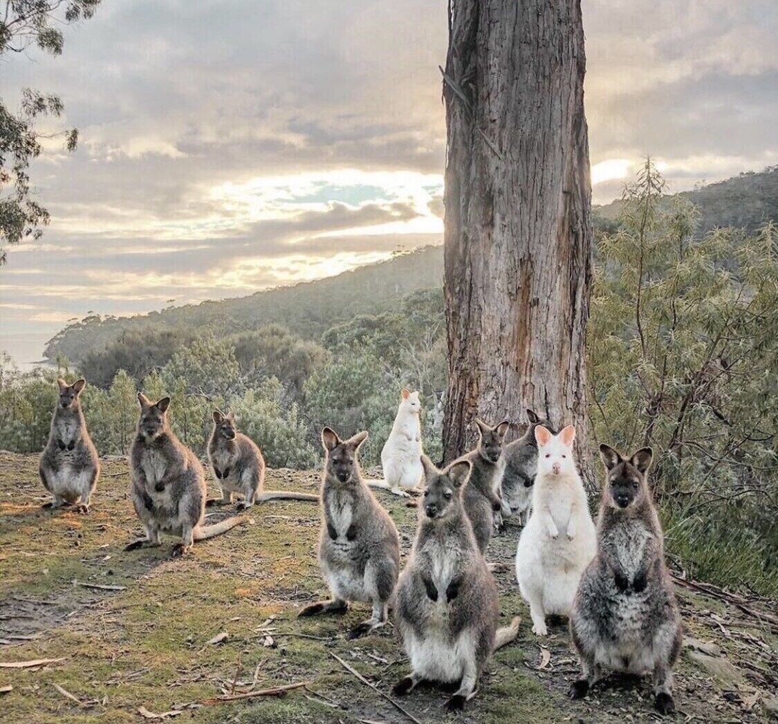 Bayview Bruny Island Beach House — image 27