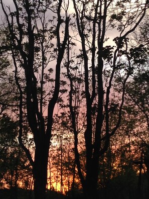 A forest with tall trees silhouetted against a sunset. - Old Country Charm 2 1/2 blocks from Main St Shopping/Private Get-a-Way w/Hot Tub (Fredericksburg)