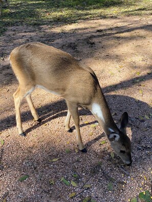 A deer grazing on a gravel path. - Old Country Charm 2 1/2 blocks from Main St Shopping/Private Get-a-Way w/Hot Tub (Fredericksburg)