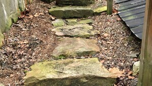 A stone pathway leading through a garden area with a wooden fence on one side and a metal roof on the other.