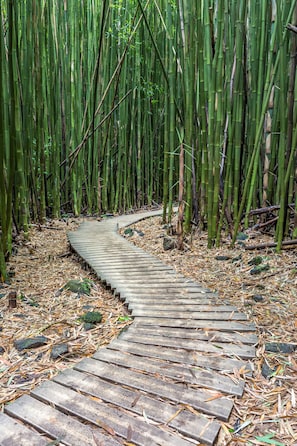 A wooden pathway winding through a bamboo forest. - Beautiful 1BR Poolside Condo E141 w/AC, Sleeps 4, Near Napili Bay & Turtle Cove (Lahaina)