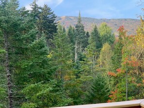 A forested area with a mountain in the background. - Bretton Woods White Mtn Getaway-fall foliage, mountain views & skiing await (Bretton Woods)