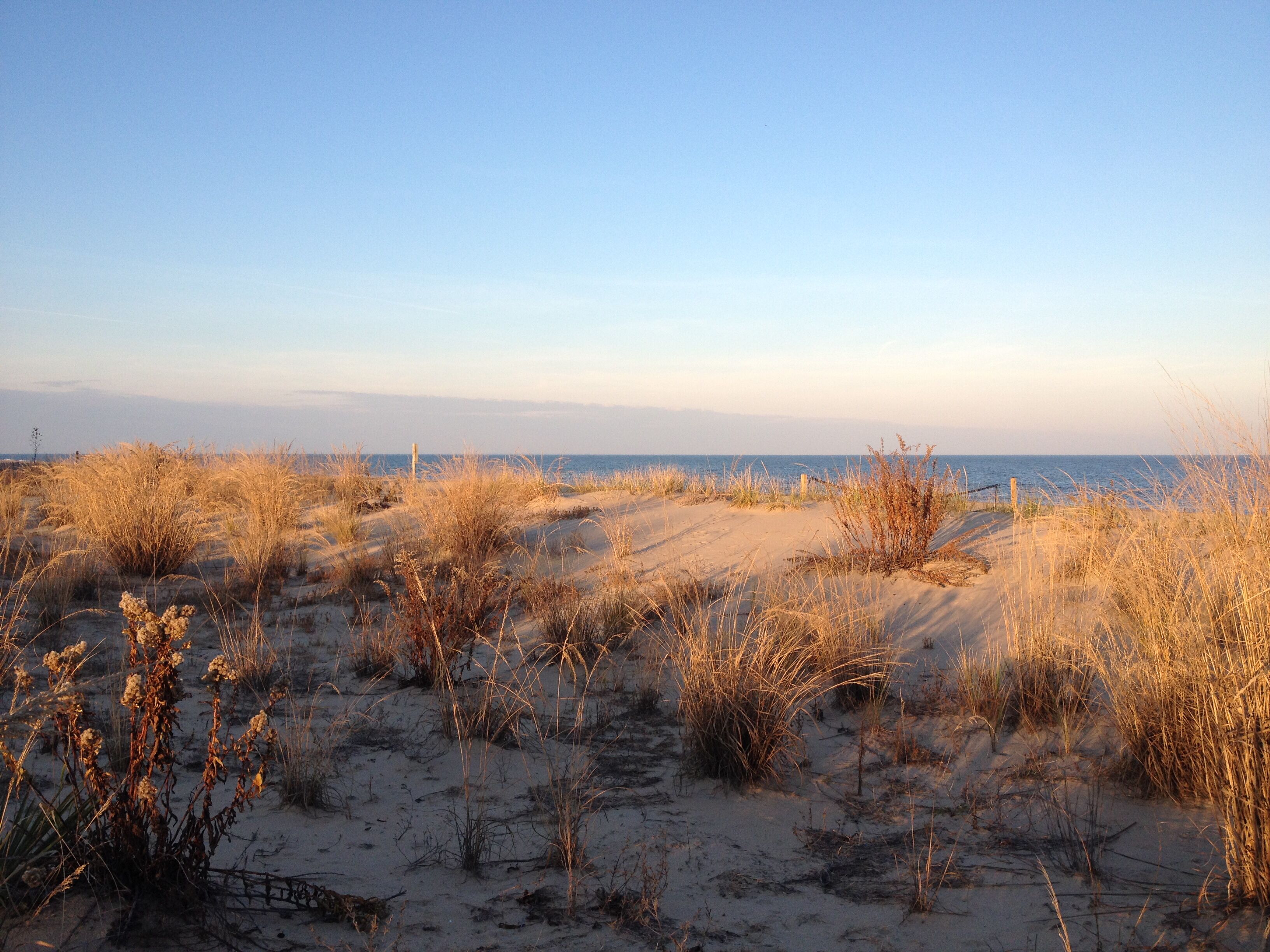 A beach with sand dunes and sparse vegetation.