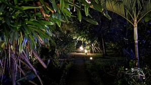 A nighttime garden pathway with tropical foliage and a palm tree, illuminated by pathway lights. - Hotel Tropical Garden (Jacó)