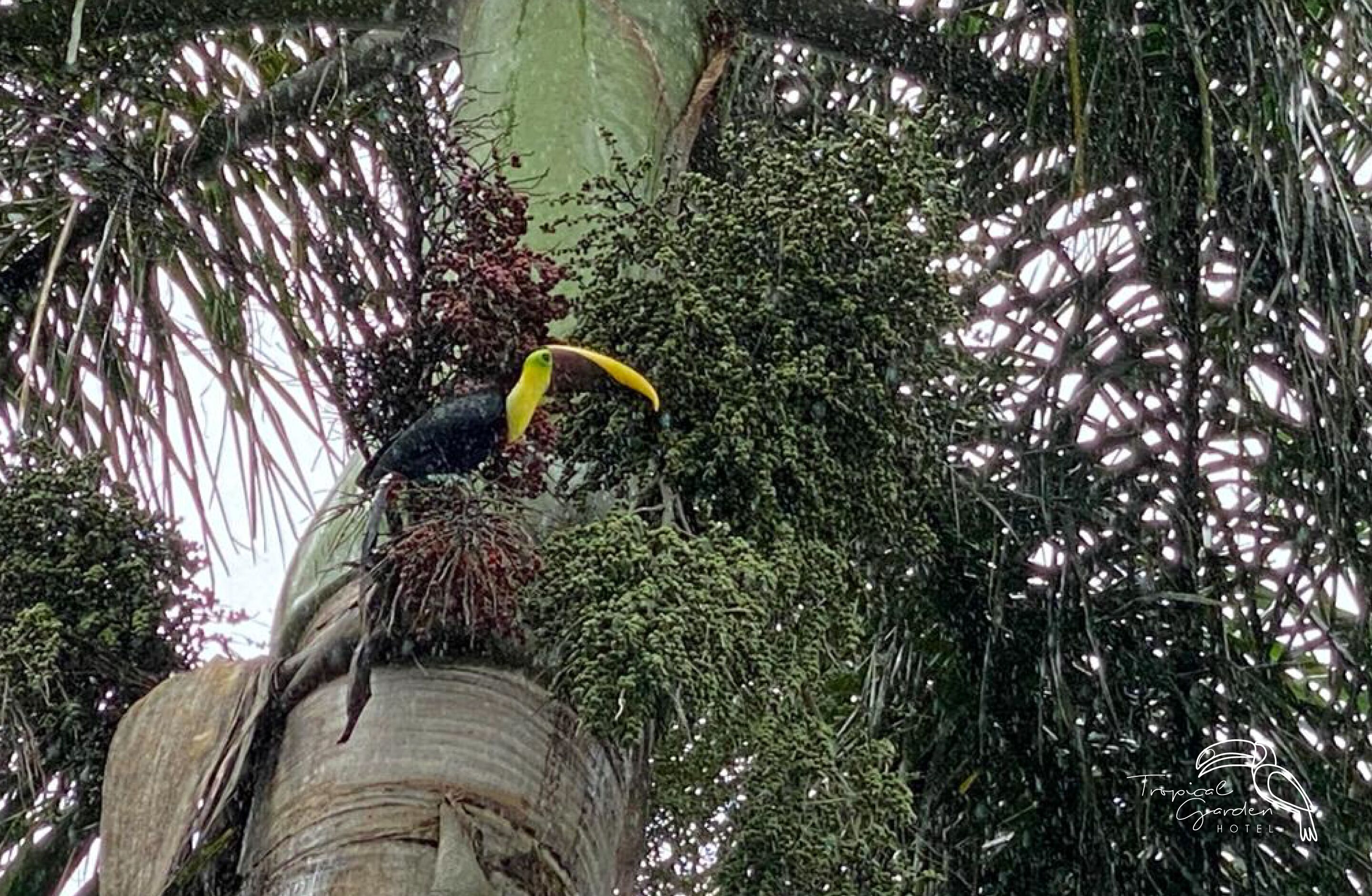 Photo - Tropical Garden Hotel