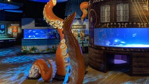 A large octopus sculpture in an aquarium setting with a wooden ship-themed backdrop.