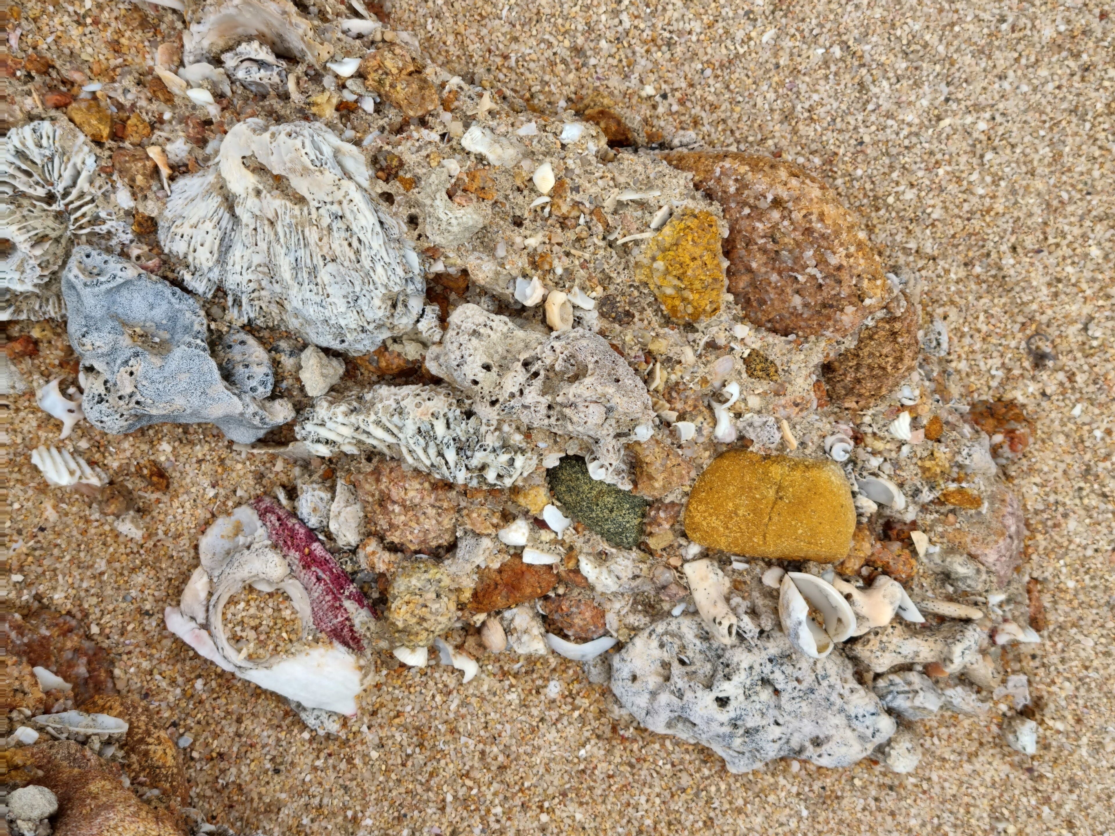 A close-up of a sandy beach with various shells and rocks.