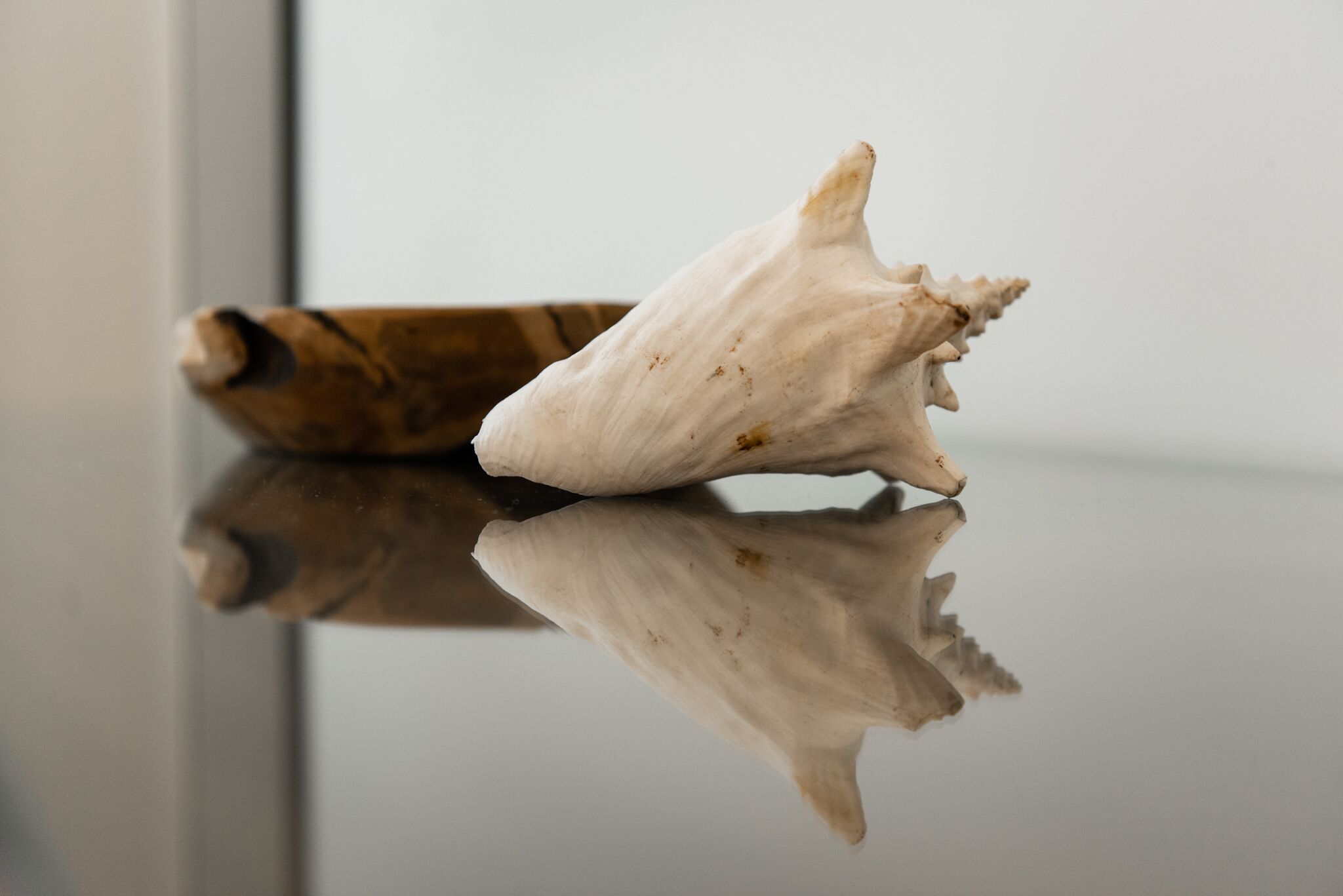 Un coquillage sur une surface réfléchissante.