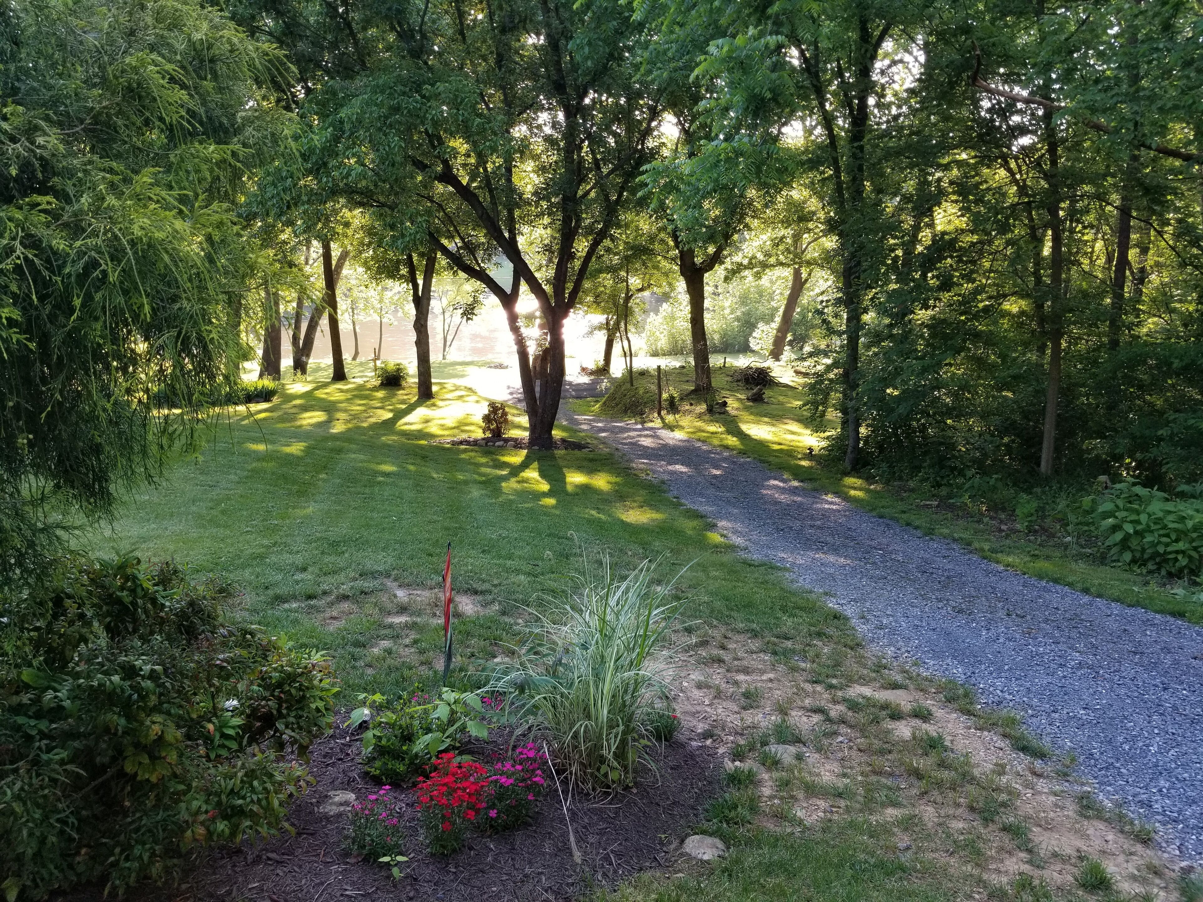 A gravel path through a lush garden with trees and flowering plants.