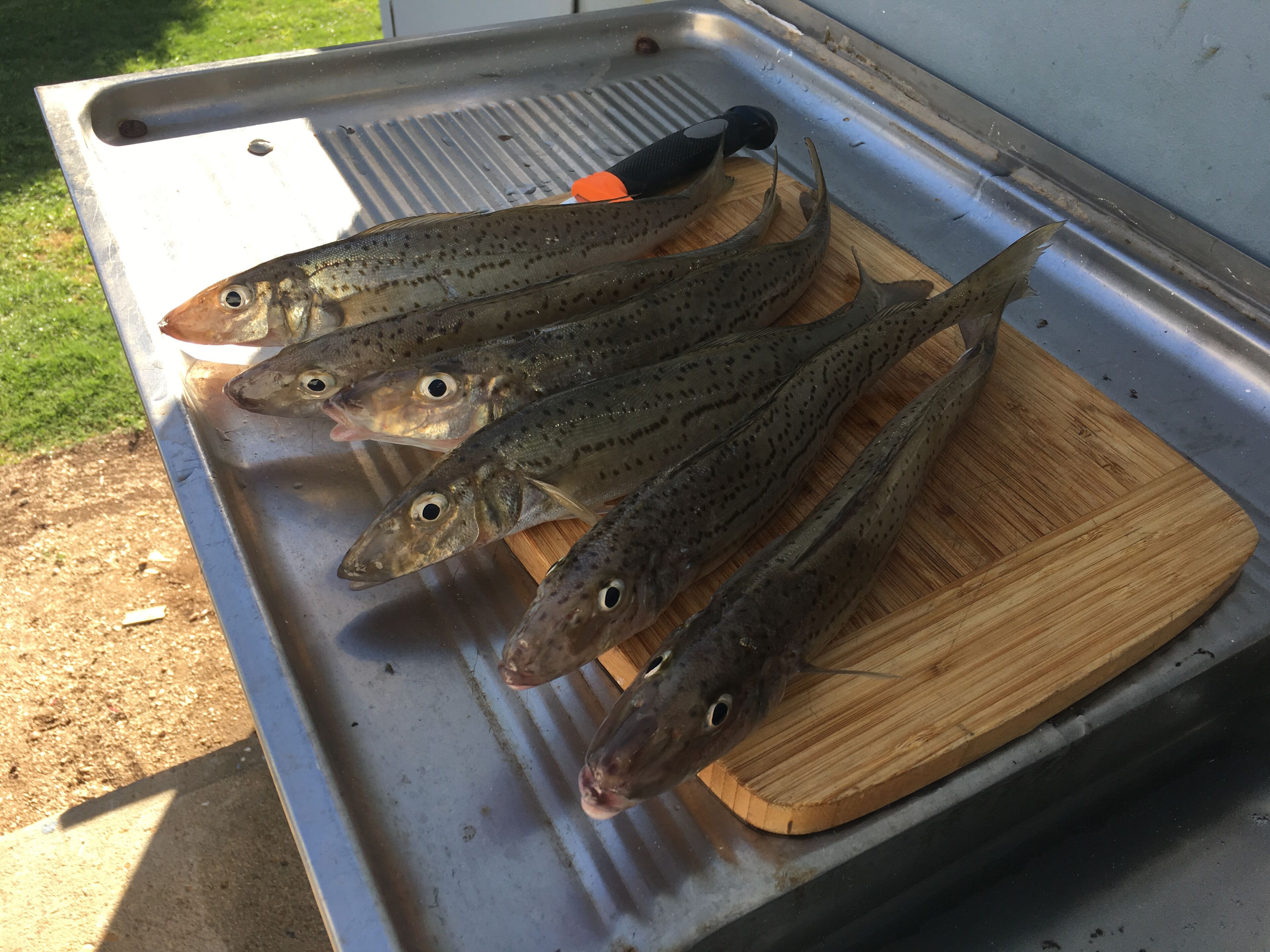 The Only white Beachfront House in pt Broughton - 3 Beds + spa PET Friendly — image 23