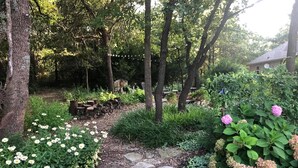 Un jardin avec un chemin de pierres, différentes plantes et des arbres.