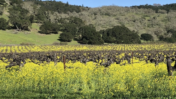 A vineyard with rows of grapevines and yellow flowering plants.