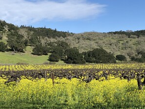A vineyard with rows of grapevines and yellow flowering plants. - NEW DOWNTOWN NAPA HOME (AMAZING LOCATION) (Napa)