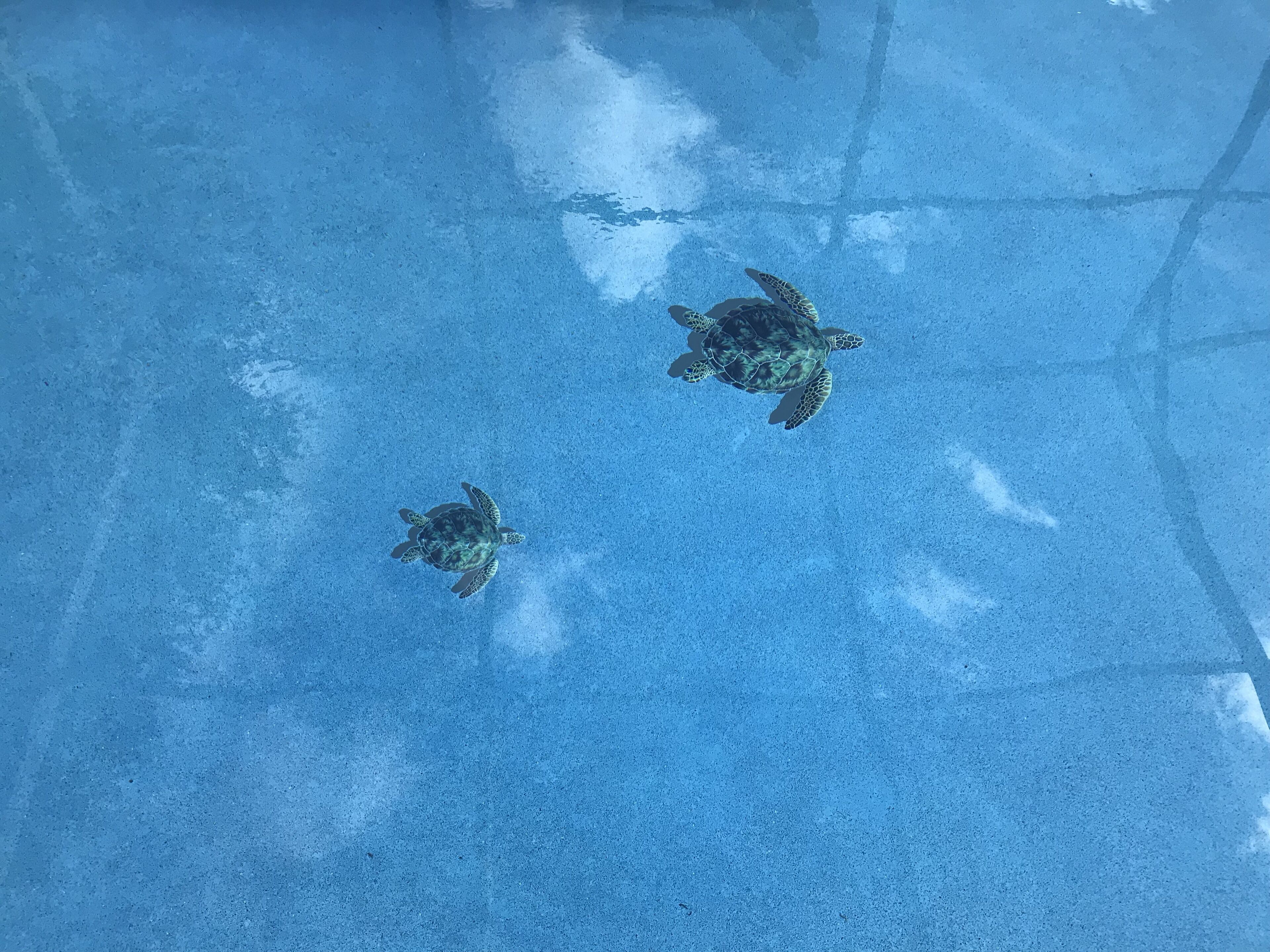 Une piscine où nagent trois tortues marines.